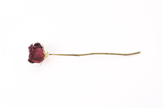 dry red rose