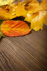 autumn leaf on wood background