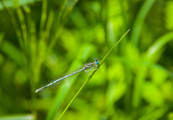 Blue dragonfly