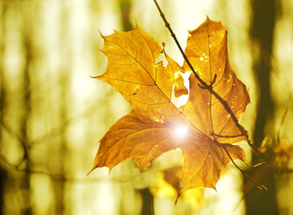 dry autumn leaf stuck in forest