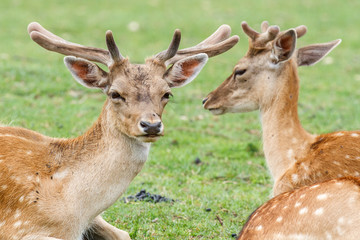 Cervus elaphus. Ciervos tumbados.
