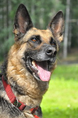 German Shepherd