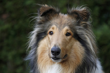 Langhaariger Collie