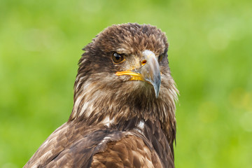 Haliaeetus leucocephalus. √Åguila Calva, Pigargo Americano.