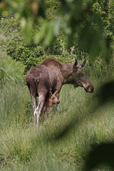 Fototapeta premium Elchkuh mit Jungtier