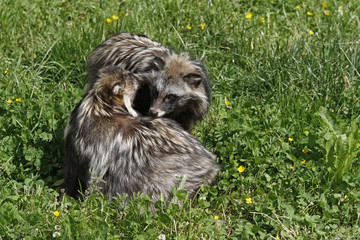 schmusende Marderhunde