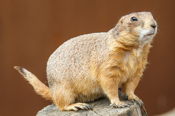 Perrito de las Praderas. Cynomys ludovicianus.
