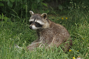 Waschbär sitzt im Gras