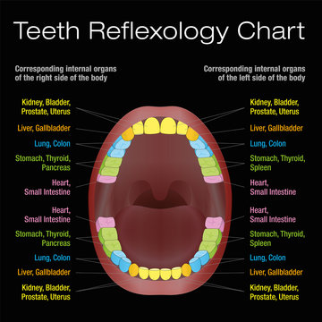 Teeth reflexology chart - alternative dental health care of permanent teeth and their corresponding internal organs. Vector illustration on black background.