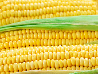Corn