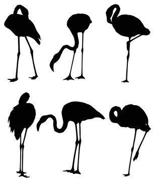set of six flamingo silhouettes isolated on white