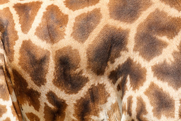 Piel de Jirafa. Giraffa camelopardalis.
