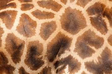 Piel de Jirafa. Giraffa camelopardalis.

