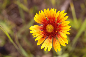 yellow flower with red seredinoi.