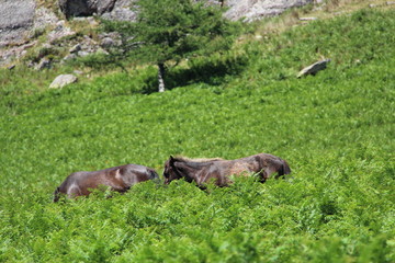 Pottok, cheval sauvage Rhune