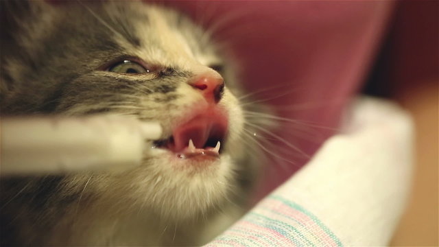 Hand feeding a orphaned baby kitten with milk replacer in a syringe