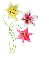 lily flowers isolated on white background