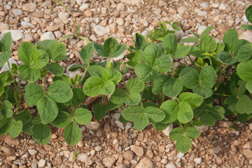 campo di soia_ campagna