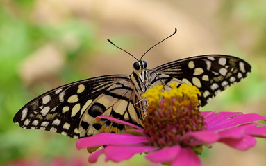 Butterfly on flower
