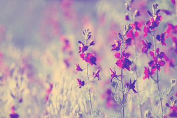 fleurs sauvages violettes