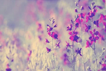 Deurstickers Bloemen paarse wilde bloemen