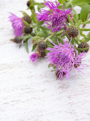 Greater knapweed bouquet on the white painted board