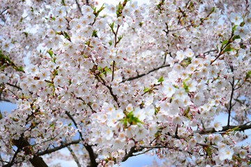 Beautiful pink cherry blossom in Vilnius city