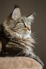портрет кошки вертикально