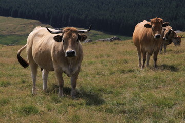 vaches Aubrac