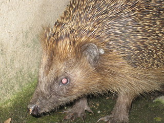 Igel ganz nah