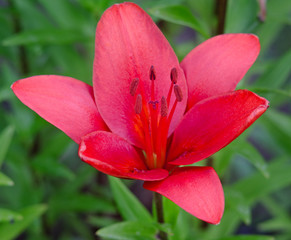 dark red flower of a lily