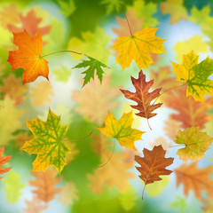 image of autumn leaf