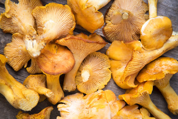 Fresh Chanterelle mushrooms