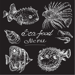 hand drawn seafood. exotic fish © Lucky Project