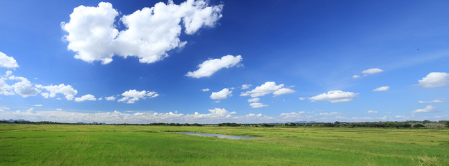 Obraz na płótnie Canvas grass field with blue sky and cloud