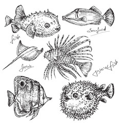 hand draw illustration seafood. fish of the red sea © Lucky Project