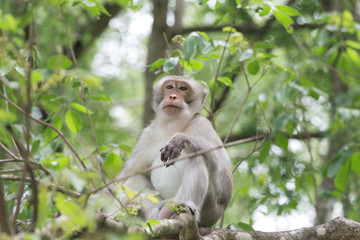 monkey (long-tailed macaque) sitting on the tree