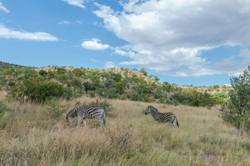 Zebra. Pilanesberg national park. South Africa.
