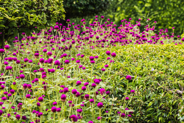 Fototapeta premium beautiful amaranth in garden