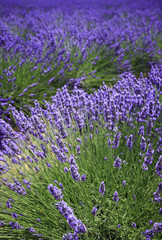 fields of blooming lavender flowers (Provence, France) 
