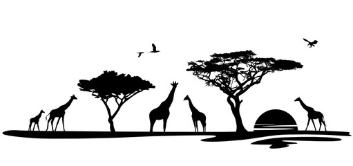 Silhouette Afrika mit Giraffen