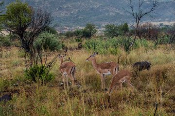 Naklejka na ściany i meble Impala (antelope), Pilanesberg national park. South Africa. 