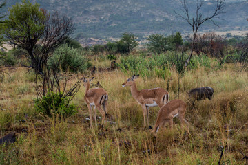  Impala (antelope), Pilanesberg national park. South Africa.
