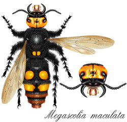 wasp white background