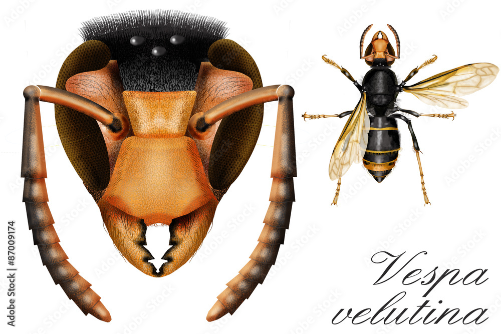 Canvas Prints wasp white background, portrait