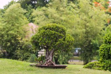 the green plant © Picspanotphoo