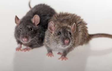 black and brown domestic rats