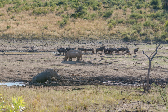 Rhinoceros. Pilanesberg national park. South Africa.
