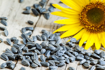 Sunflower seeds on a wooden background, selective focus