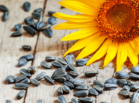 Sunflower seeds on a wooden background, selective focus